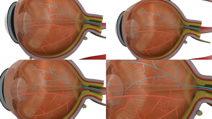 睫状肌、视网膜和视神经