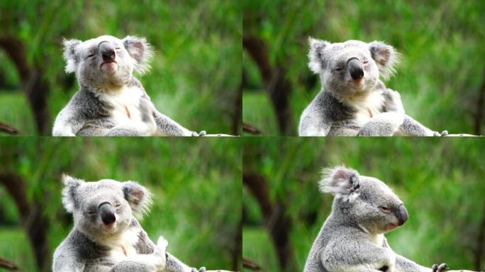 考拉澳洲树懒疯狂动物城闪电