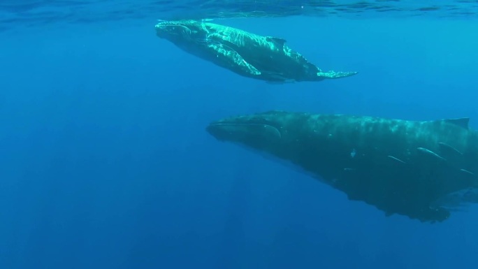 小座头鲸和它的妈妈