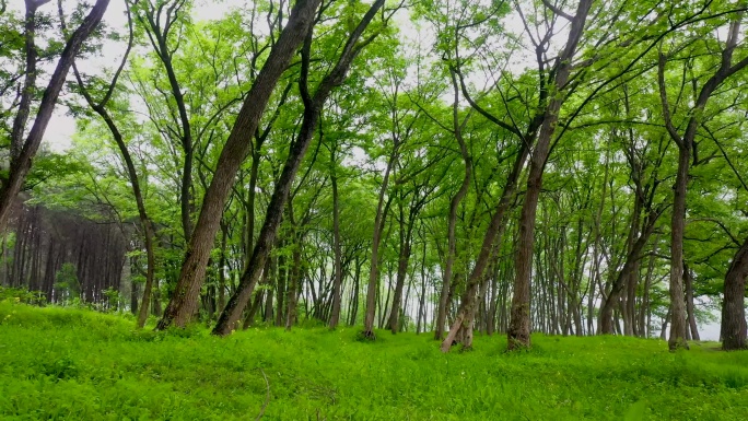 树林穿梭，绿树成荫