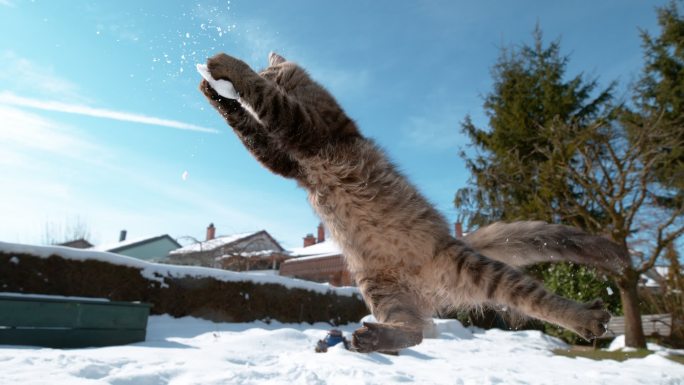 毛茸茸的猫跳起来狸花猫雪景高速拍摄