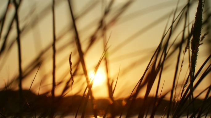 夕阳下的野草特写意境卢苇草