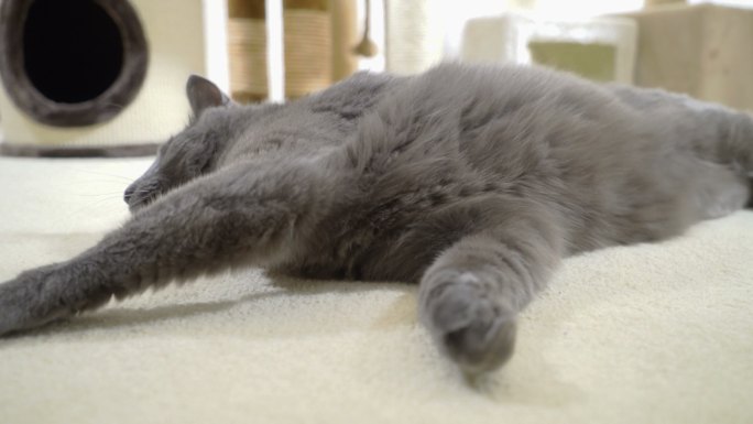 灰猫躺在柔软的地毯上
