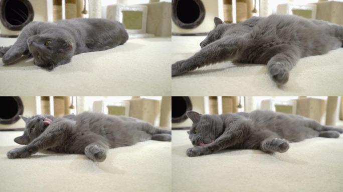 灰猫躺在柔软的地毯上