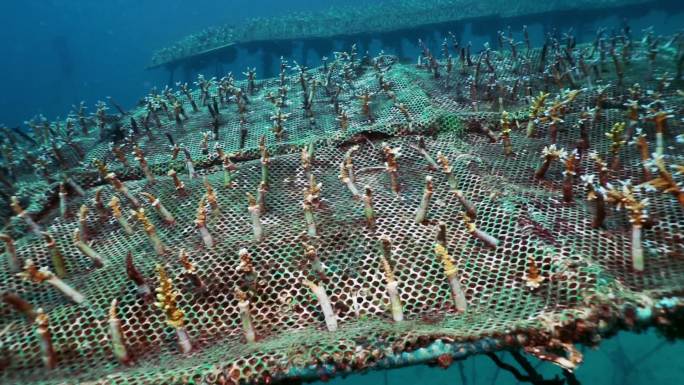 珊瑚礁保育计划