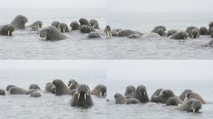 水中的海象海洋动物大海生物一群海象