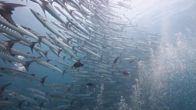 梭鱼海底南海东海