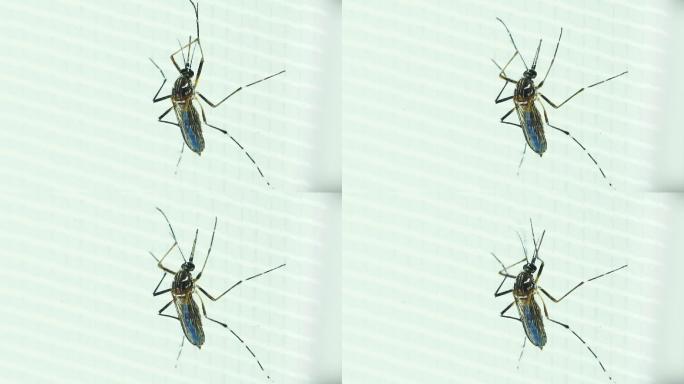 雌性埃及伊蚊