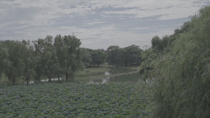 南海子公园麋鹿苑荷田