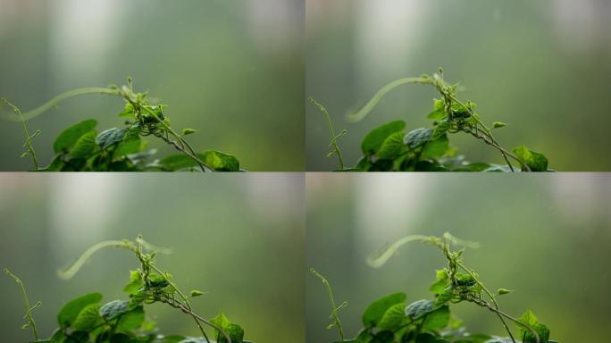 下雨天的植物