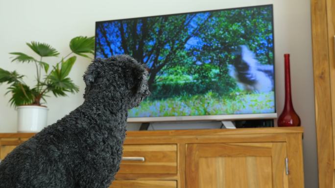 狗坐在电视机前看电视的宠物狗居家休闲宁静
