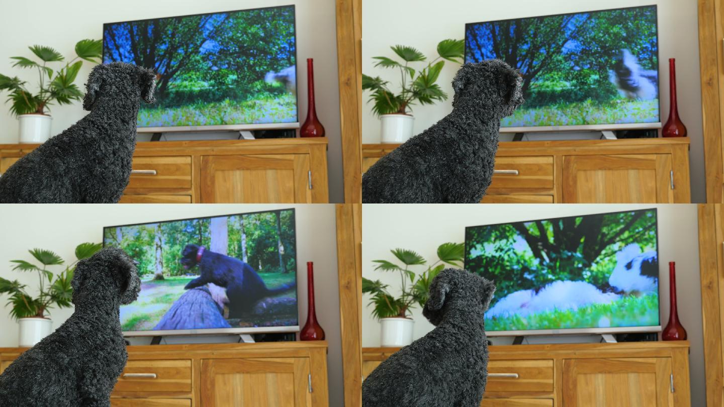 狗坐在电视机前看电视的宠物狗居家休闲宁静