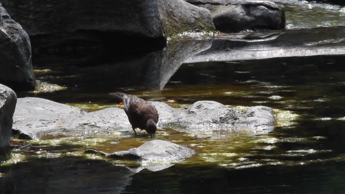 山东济南：泉池边喝水的八哥鸟