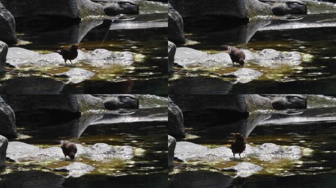 山东济南：泉池边喝水的八哥鸟