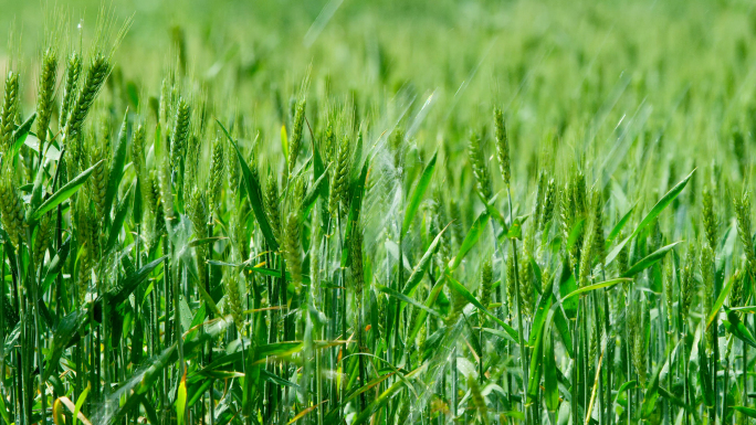 小麦自动灌溉