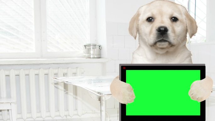 拉布拉多小狗拿着绿色的电子平板