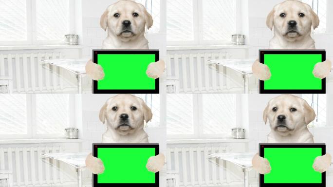 拉布拉多小狗拿着绿色的电子平板