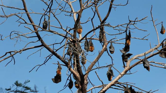 果蝠群落野生哺乳群居生物传染病