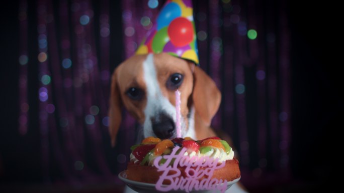 生日小猎犬吃蛋糕创意蜡烛