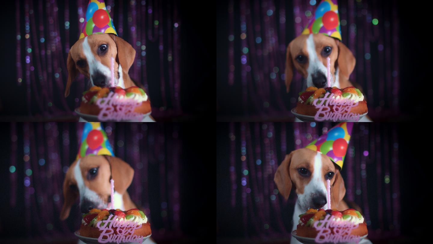 生日小猎犬吃蛋糕创意蜡烛