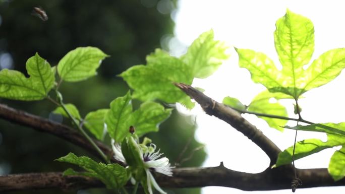 阳光下蜜蜂采蜜