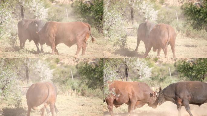 两只大公牛在打架斗牛斗角西班牙