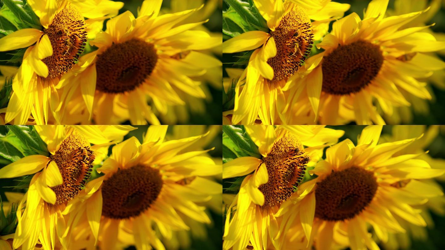 蜜蜂采蜜向日葵特写一