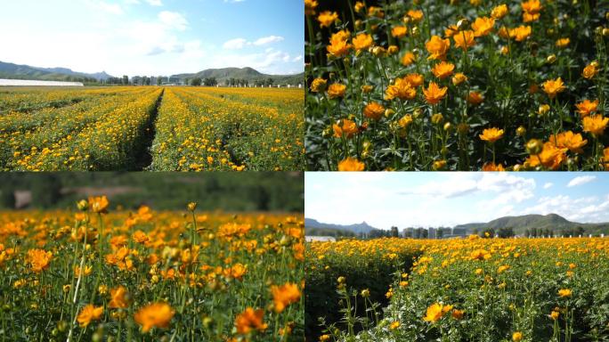 金莲花种植基地航拍全景金莲花特写