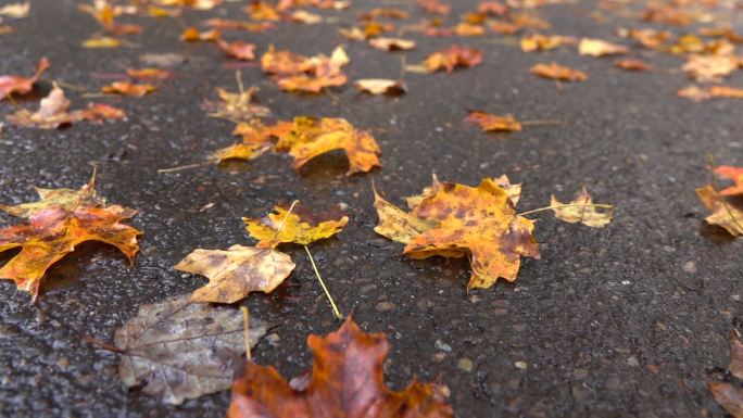 公路上的枯叶秋日风情秋色探索色彩斑斓