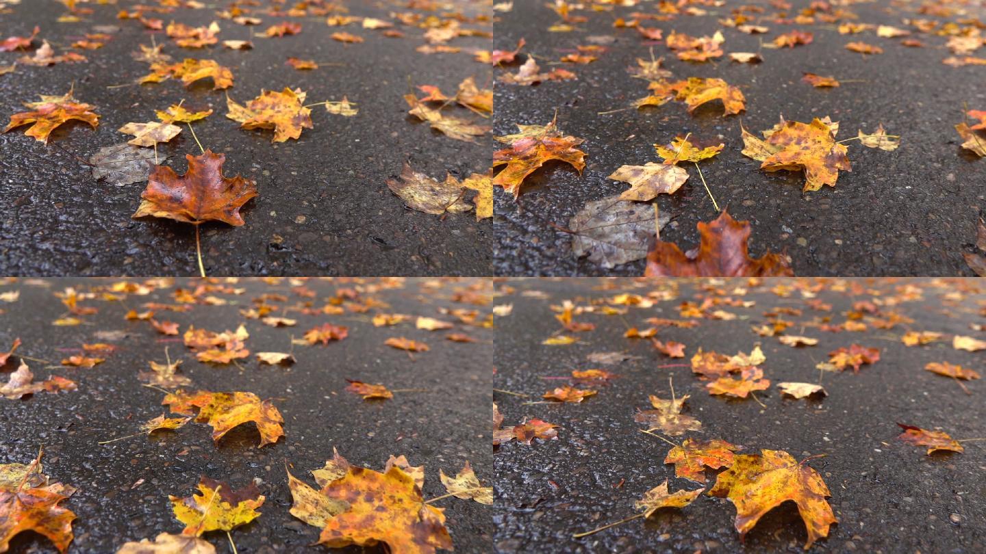 公路上的枯叶秋日风情秋色探索色彩斑斓