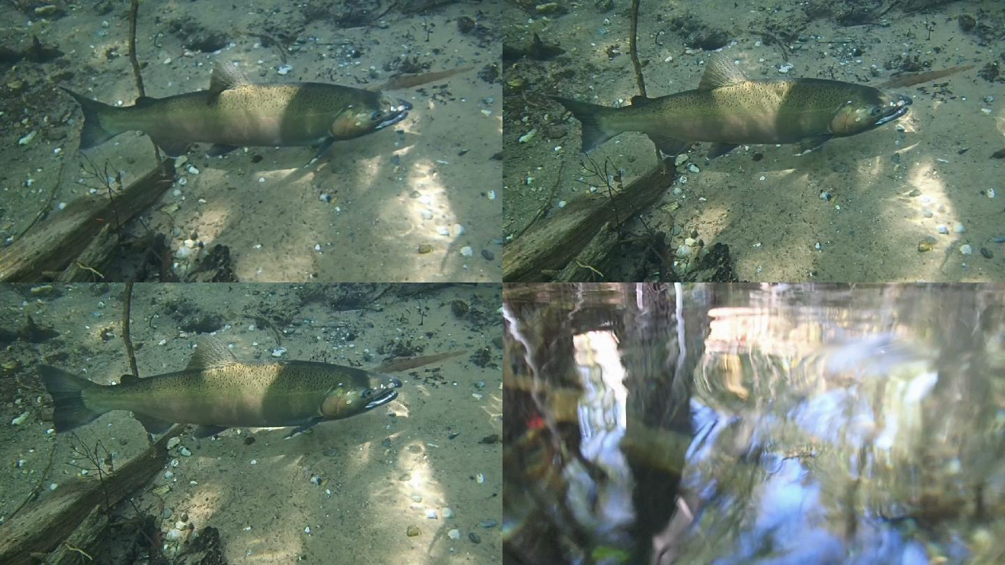 产卵鲑鱼水底水面鲨鱼