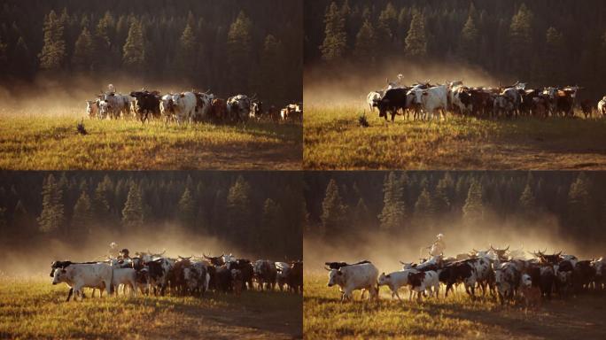 日落时骑马放牛的牛仔