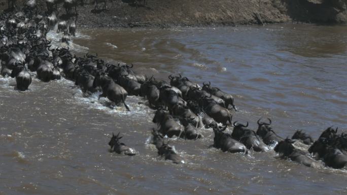 肯尼亚马拉河对面的牛羚群