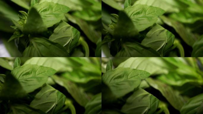 新鲜菠菜实拍视频素材