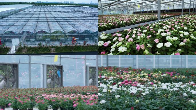 七彩阜宁国家农业公园  玫瑰 种植 玫瑰