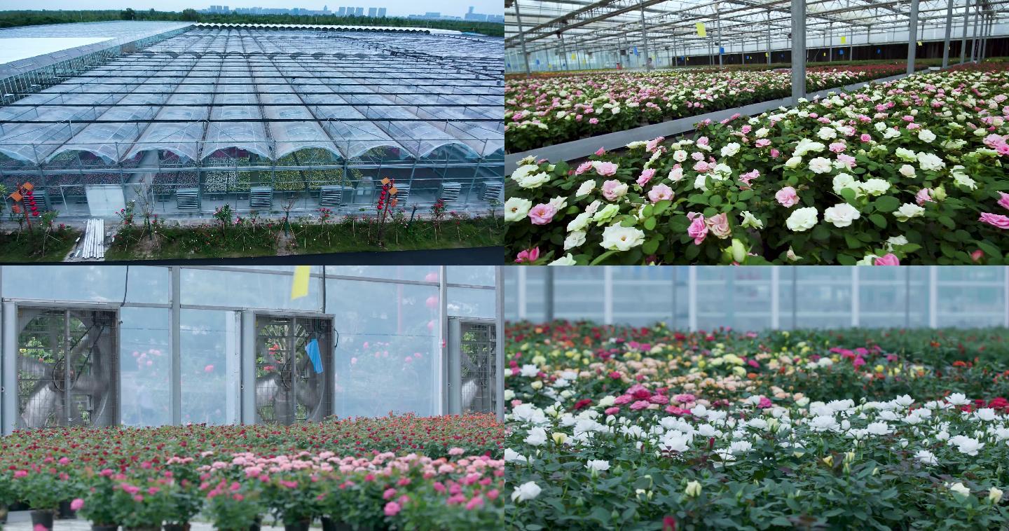七彩阜宁国家农业公园  玫瑰 种植 玫瑰