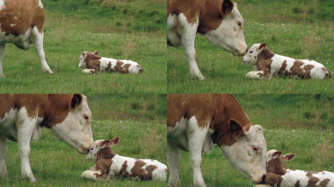 母牛舔刚出生的小牛
