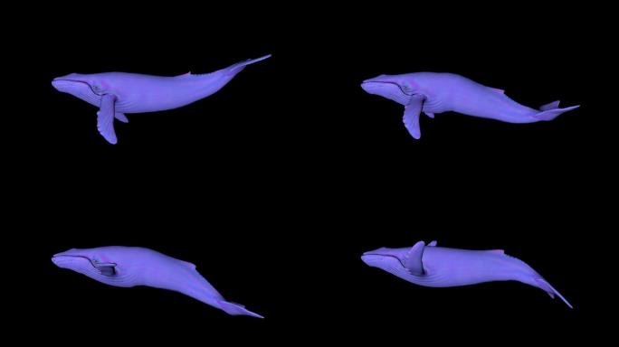 鲸鱼循环游动3D模型