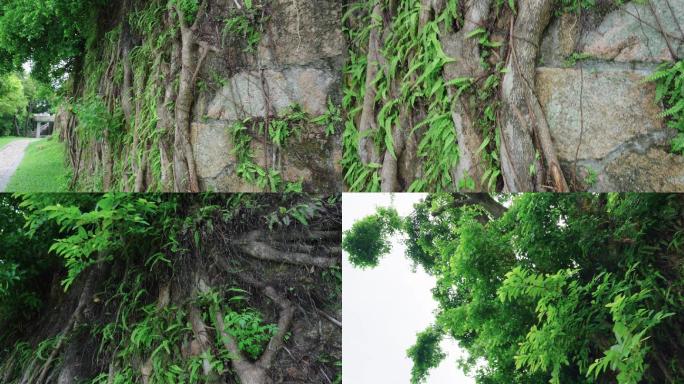 深圳赤湾左炮台榕树植物空镜头