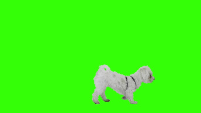 狗在绿色屏幕上跳舞。
