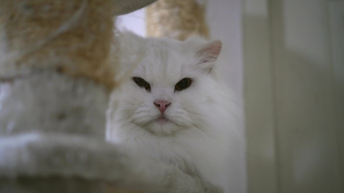 美丽的白色波斯猫在玩，看着相机