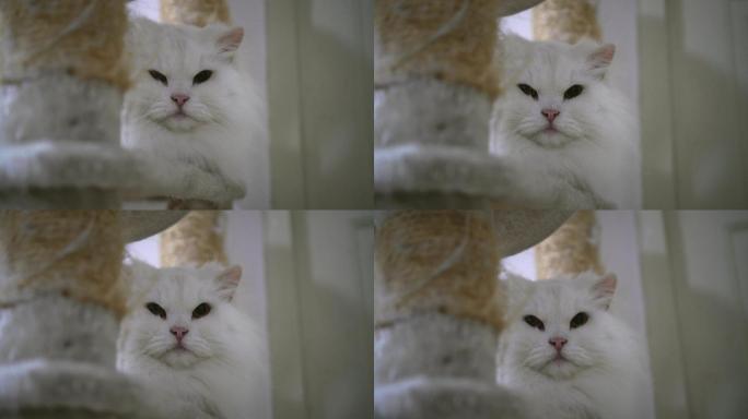 美丽的白色波斯猫在玩，看着相机