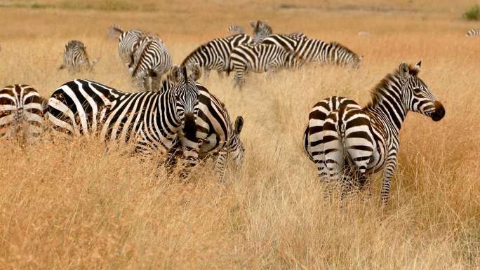肯尼亚牛羚大迁徙中的斑马