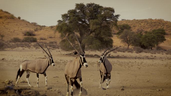 羚羊无人区野生动物园国家保护动物