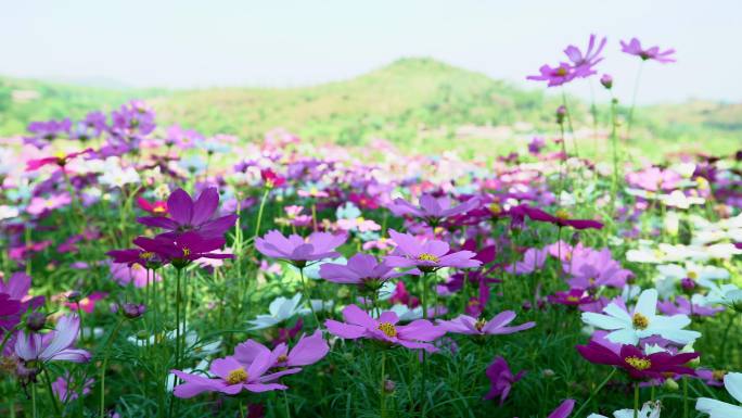 山前春日的花田日落时分田野风景田园风光