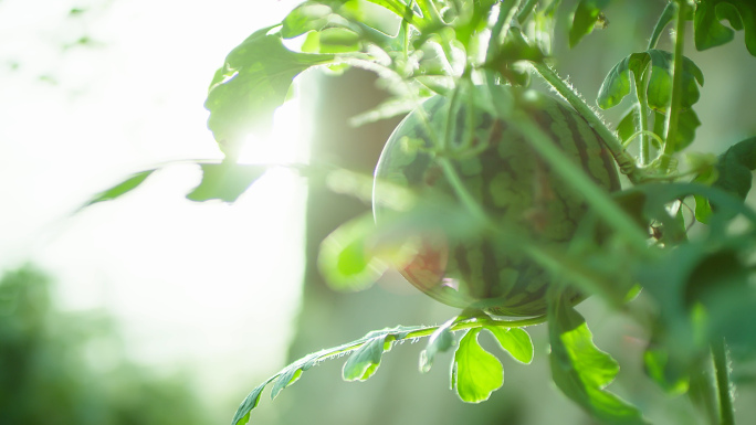 蔬菜大棚种植西瓜黄瓜