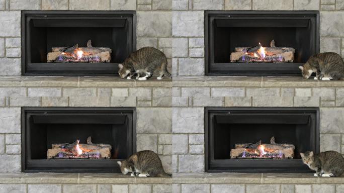猫在发光的壁炉旁取暖