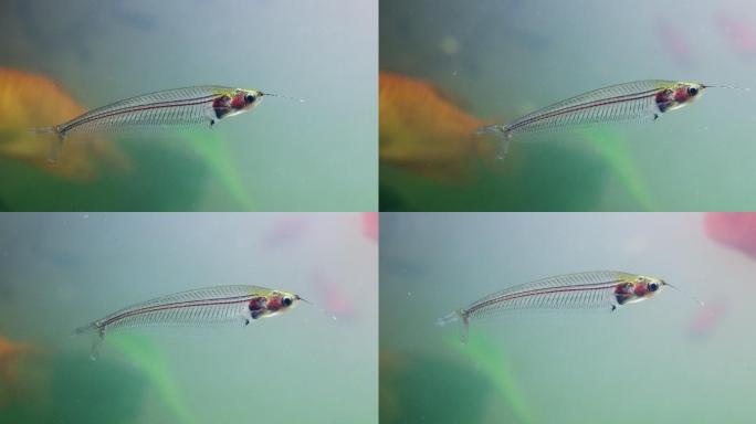 一条玻璃鱼在水族馆游泳