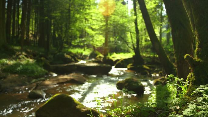 春天森林里的小溪青山绿水云雾树林水资源