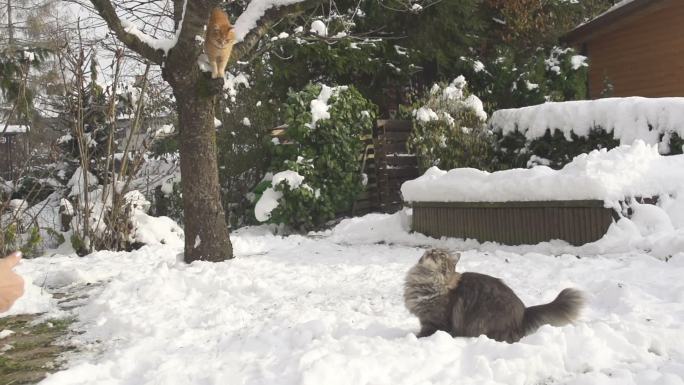 在雪地里玩耍的猫咪
